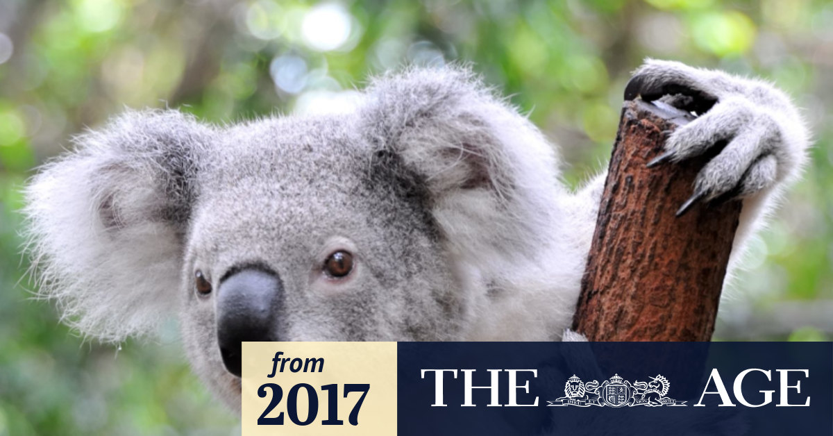 'Disgusting, disturbing' Koala found dead and mutilated in Warrnambool